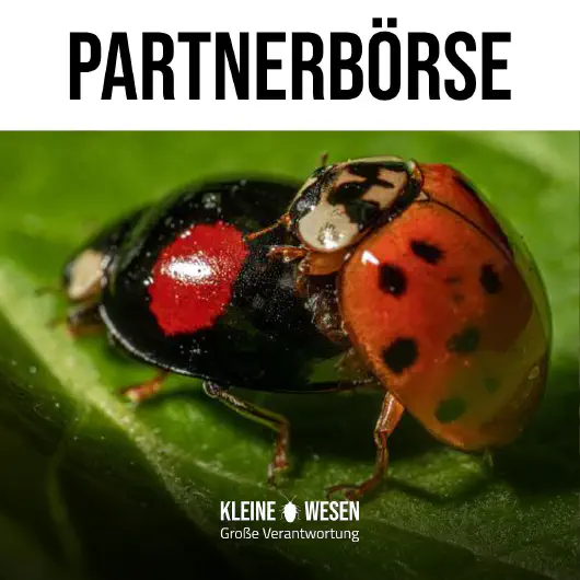E15: Partnerbörse