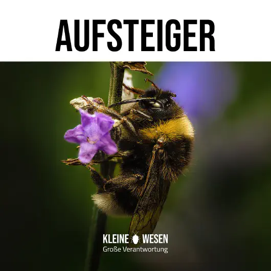 E2: Aufsteiger