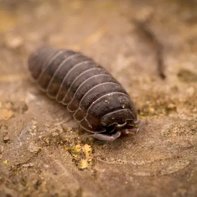 Auch Nachhaltigkeit kann inszeniert sein