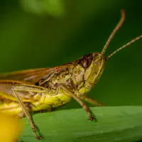 The old man and the Chorthippus apricarius