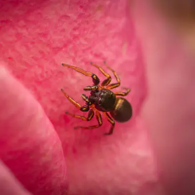 Die Springerin und der Algorithmus