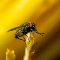 “Yuck,” said the poodle – A lesser housefly in the dog salon