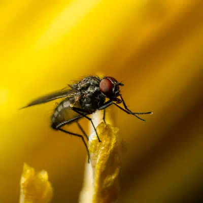 „Pfui“, sagt der Pudel – Eine Stubenfliege im Hundesalon