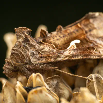 Was fühlt eine Gammaeule?