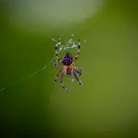 Das Paradox der Sicherheit