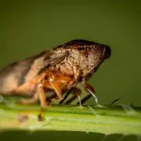 Kinderleicht erklärt — Wie Insekten mit ihrer Umwelt sprechen