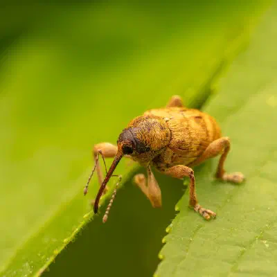 Franz and his journey into the world of humans