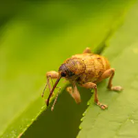 Franz und seine Reise in die Welt der Menschen
