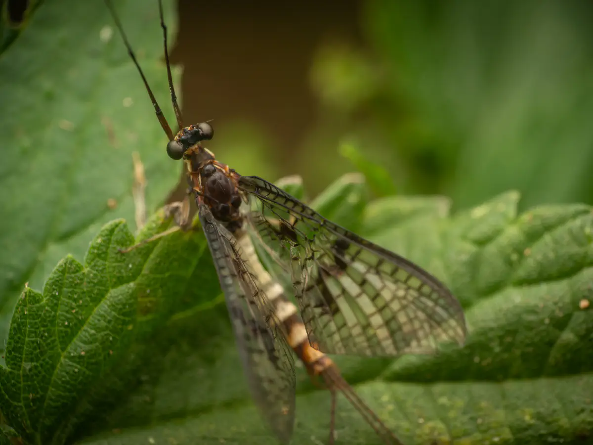 European Green Drake
