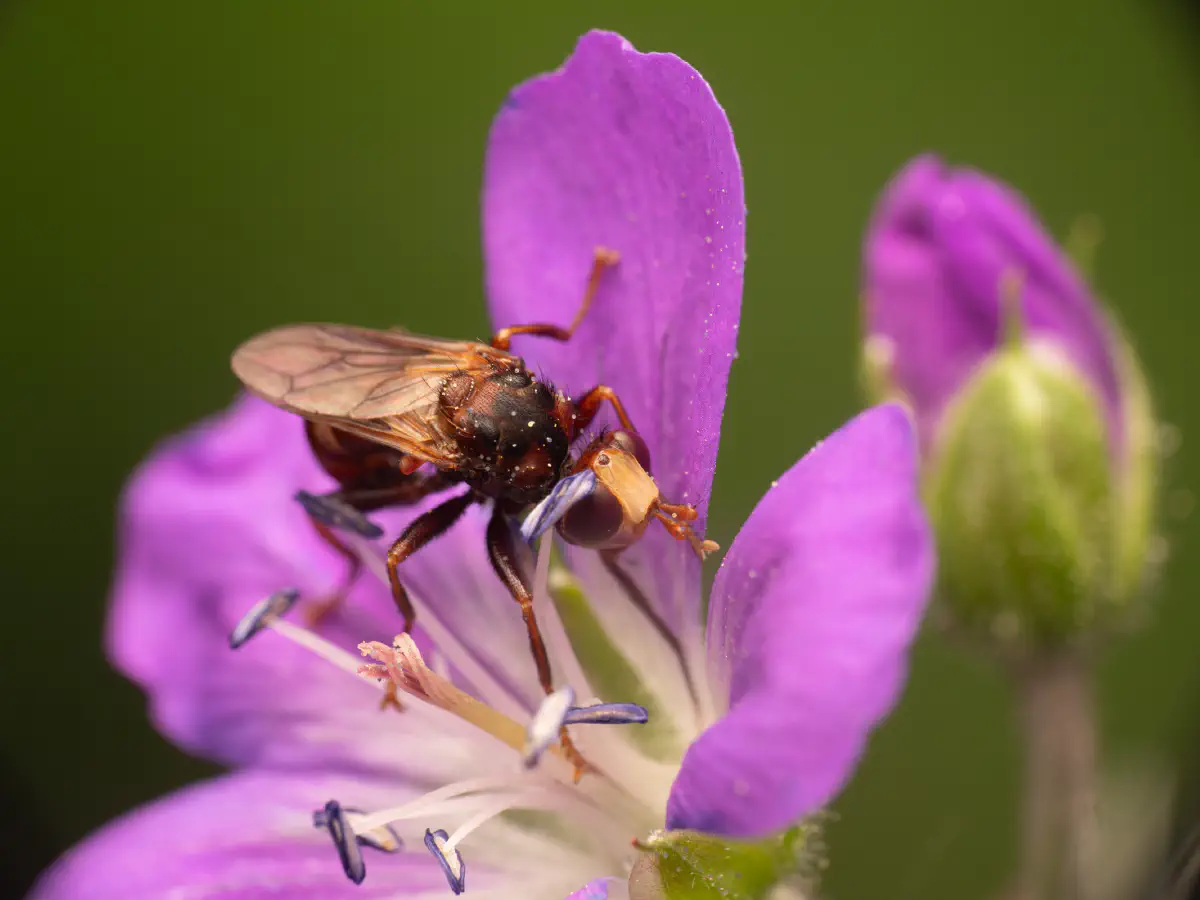Gemeine Breitstirnblasenkopffliege