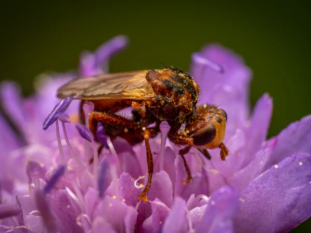 Gemeine Breitstirnblasenkopffliege