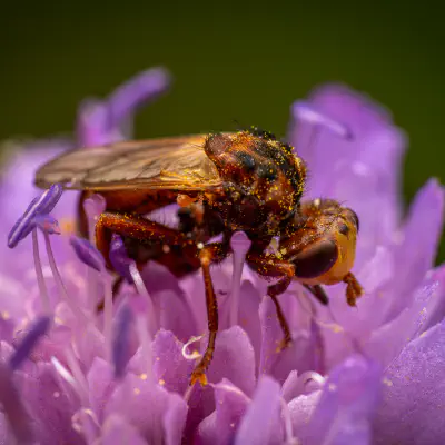 Gemeine Breitstirnblasenkopffliege