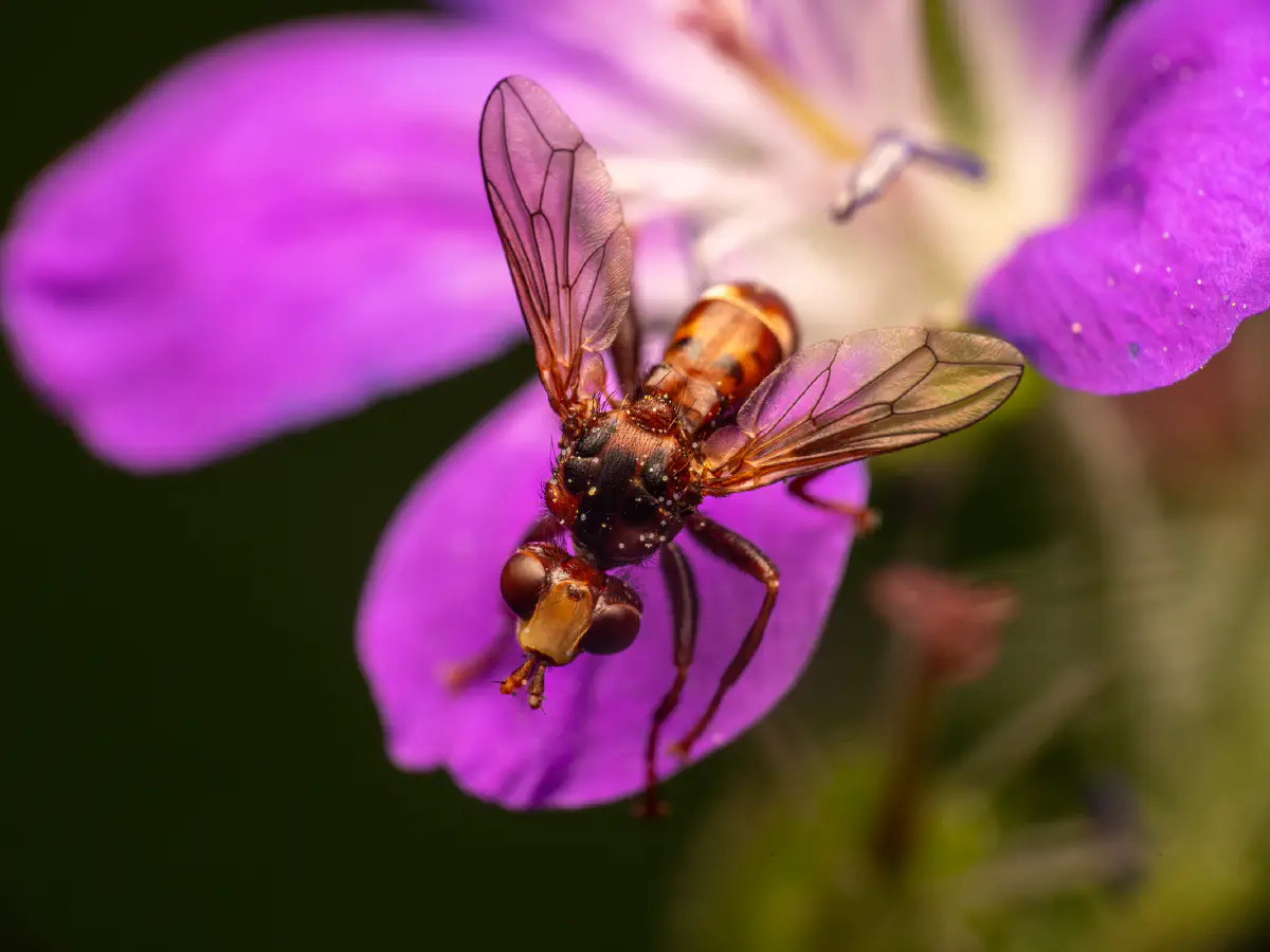 Gemeine Breitstirnblasenkopffliege
