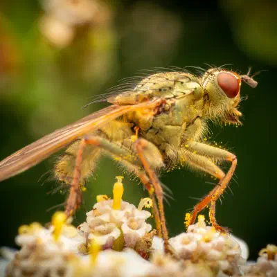 Dungfliegen