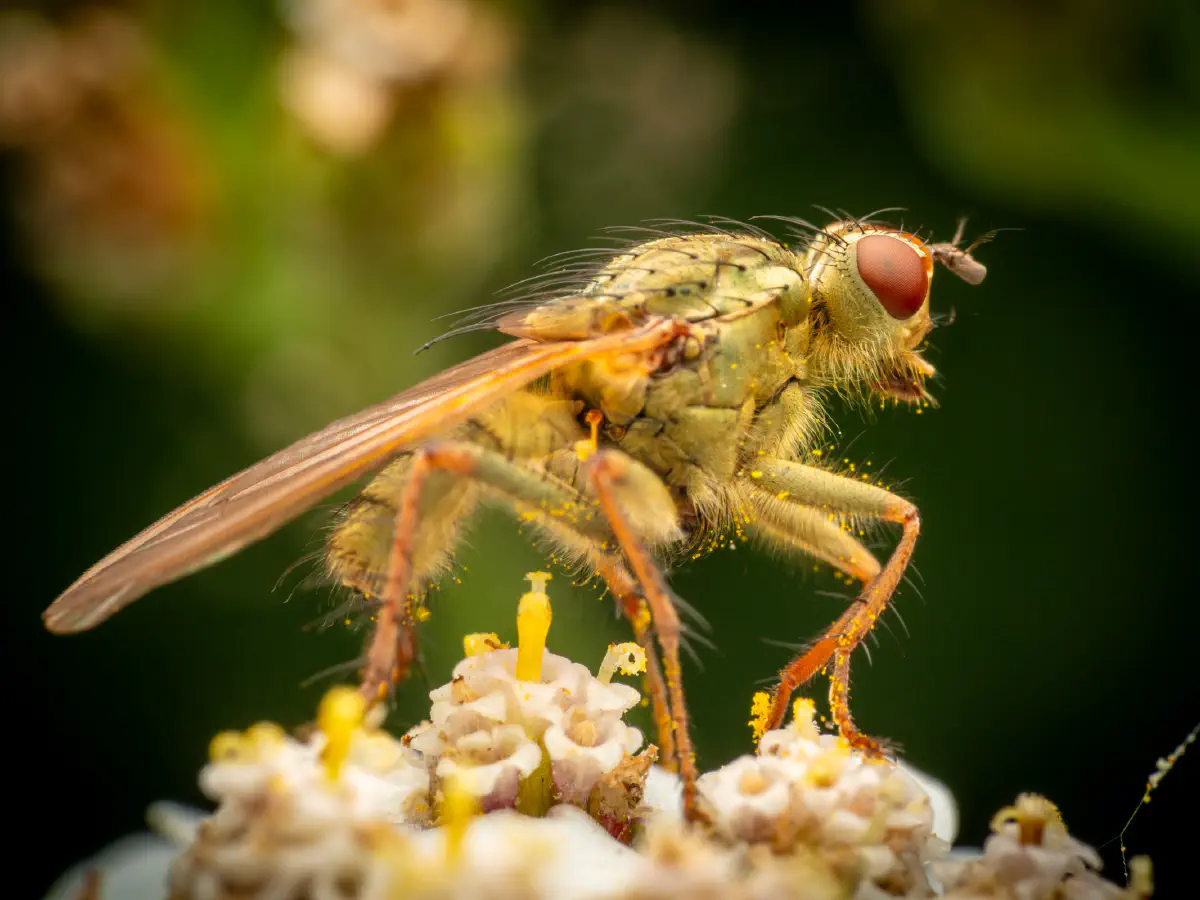 Golden Dung Fly
