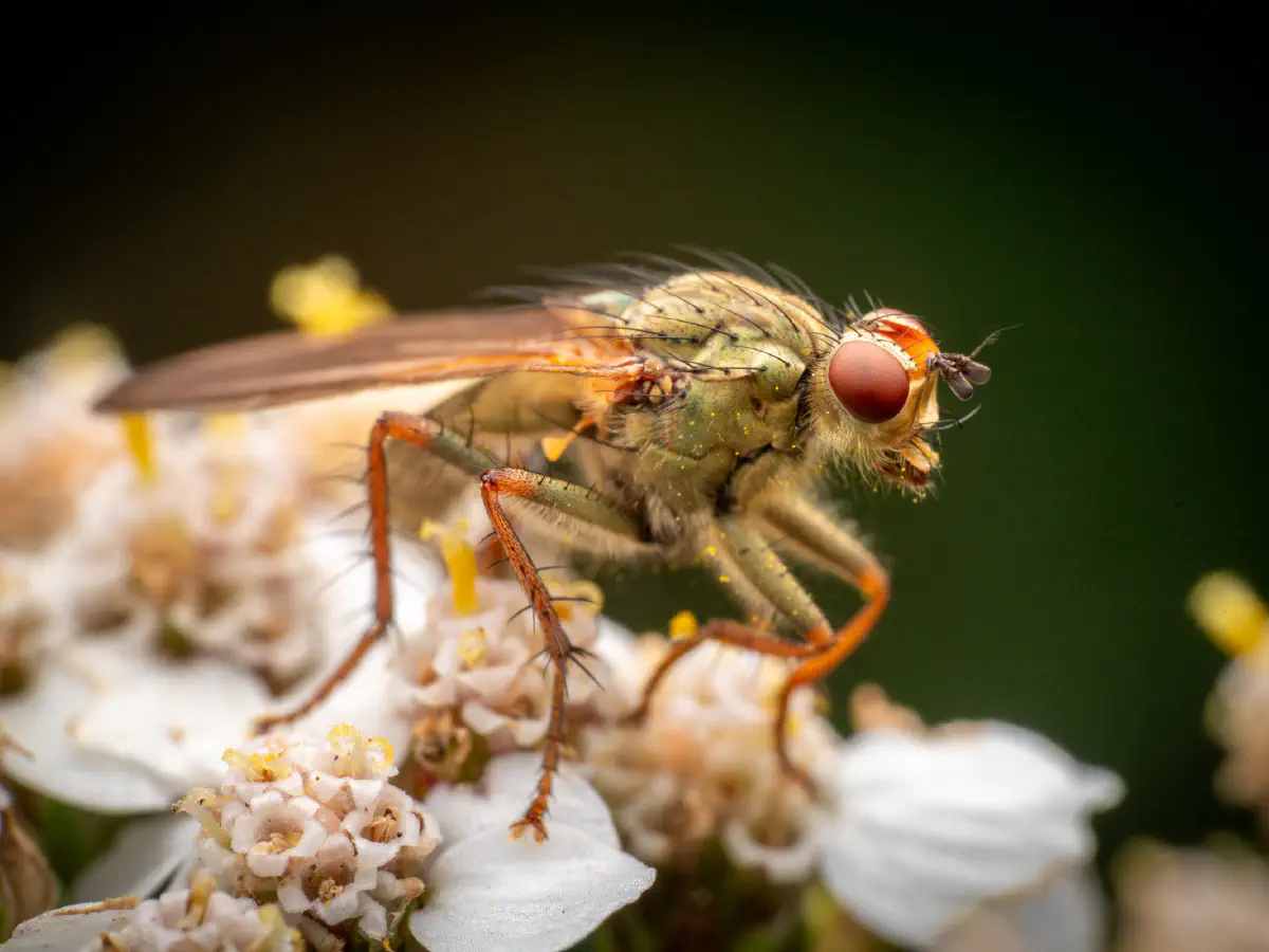 Golden Dung Fly