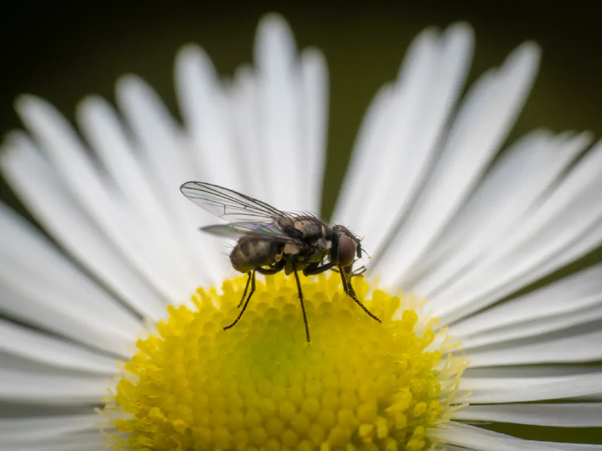 Mouche domestique