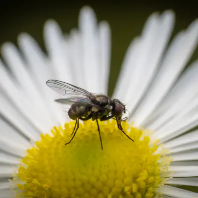 Mouche domestique