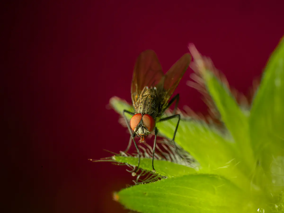 Mouche domestique