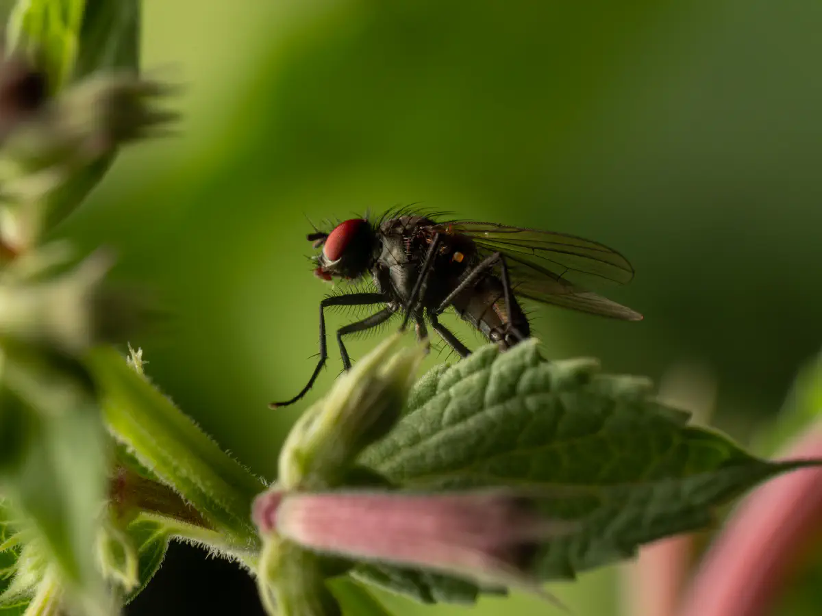 Lesser House Fly
