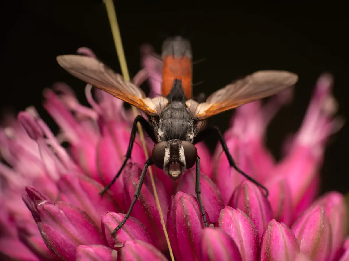 Cylindromyia brassicaria