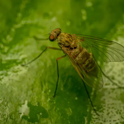 Baum-Schnepfenfliege