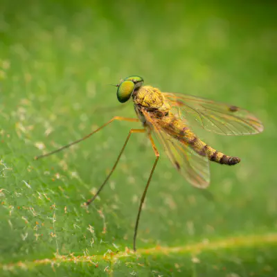 Chrysopilus asiliformis