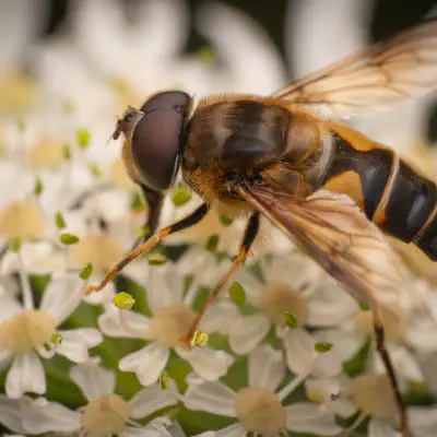 Gemeine Keilfleckschwebfliege