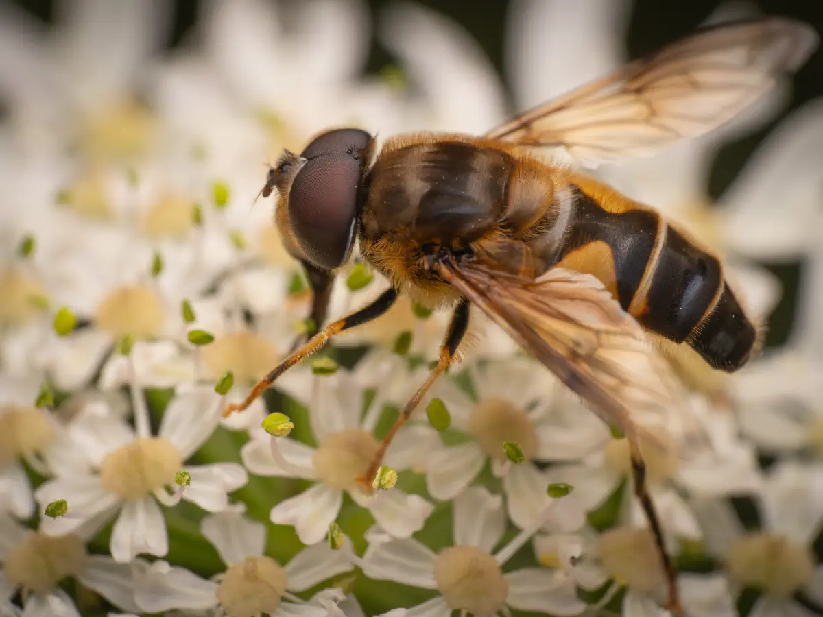 Gemeine Keilfleckschwebfliege