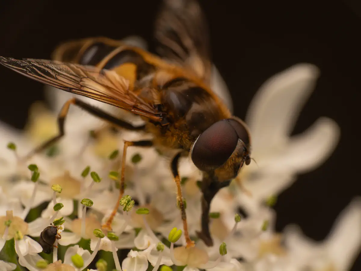 Gemeine Keilfleckschwebfliege