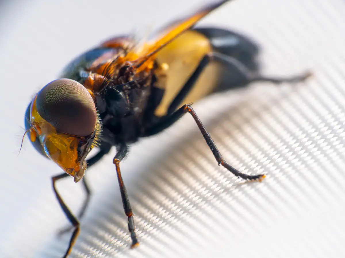 Volucelle à ventre blanc en devant