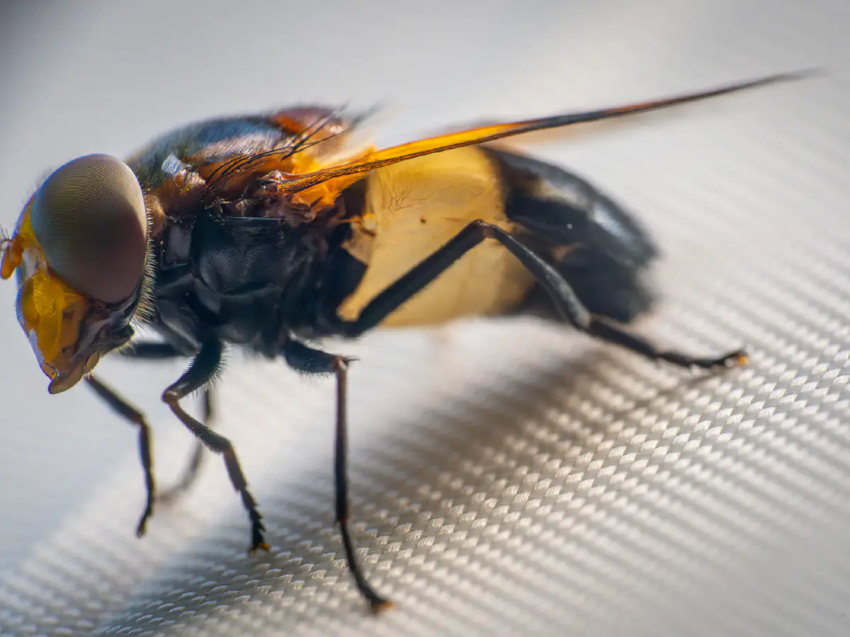 Volucelle à ventre blanc en devant