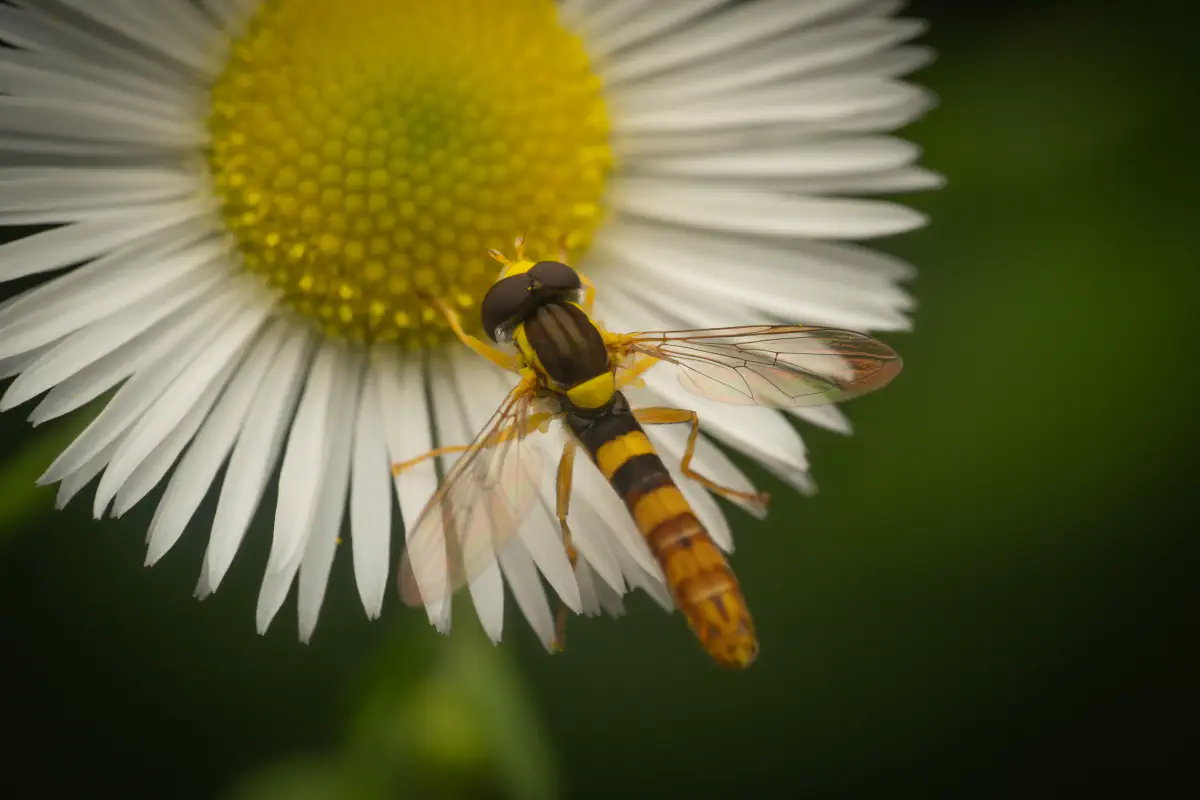 Gewöhnliche Langbauchschwebfliege