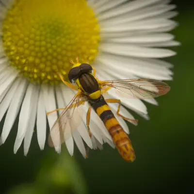 Gewöhnliche Langbauchschwebfliege