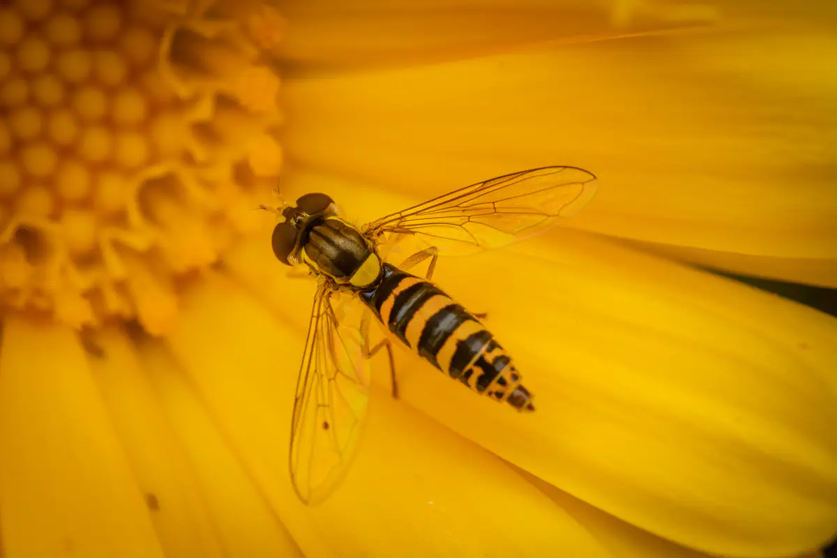 Gewöhnliche Langbauchschwebfliege