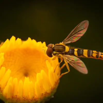 Gewöhnliche Langbauchschwebfliege