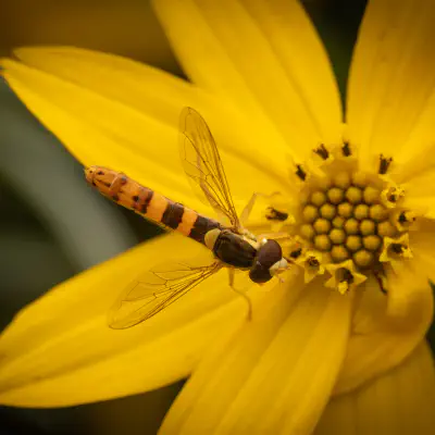 Gewöhnliche Langbauchschwebfliege