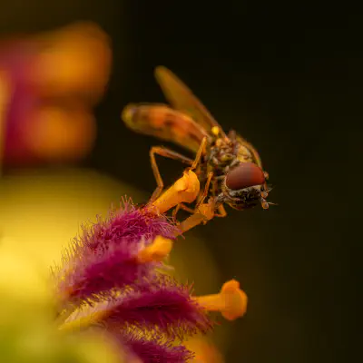Glänzende Schwarzkopf-Schwebfliege