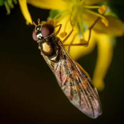 Glänzende Schwarzkopf-Schwebfliege