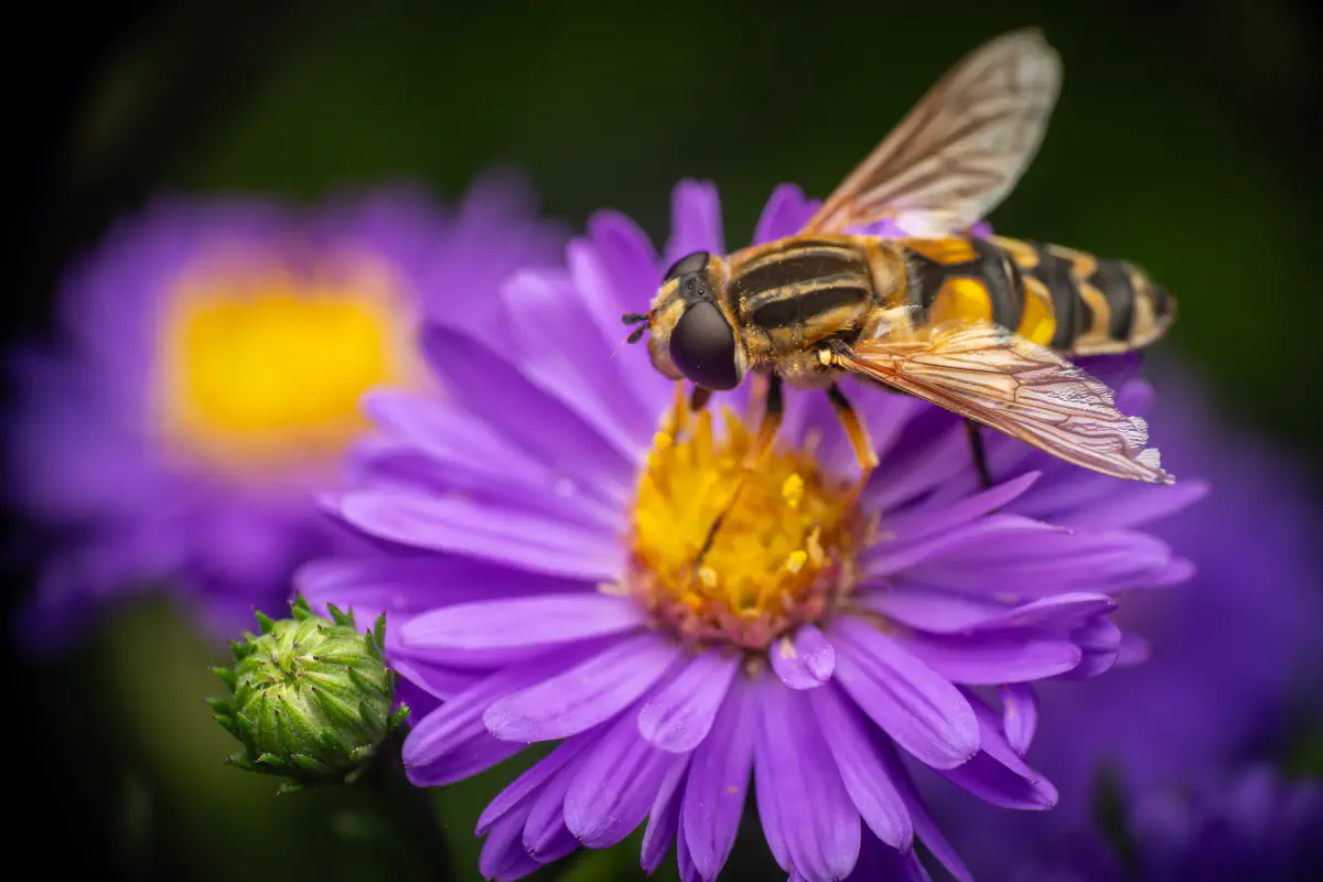 Große Sumpfschwebfliege