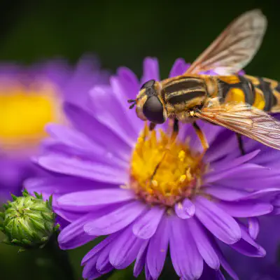 Trivittate Marsh Fly