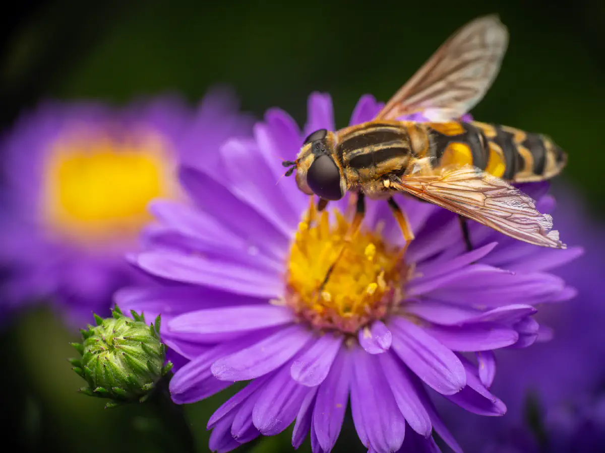 Trivittate Marsh Fly