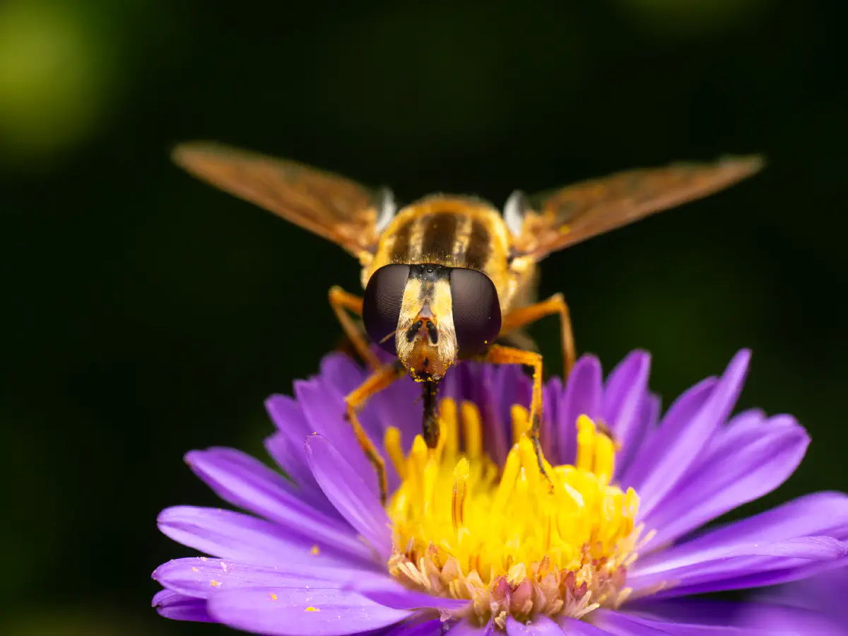 Trivittate Marsh Fly