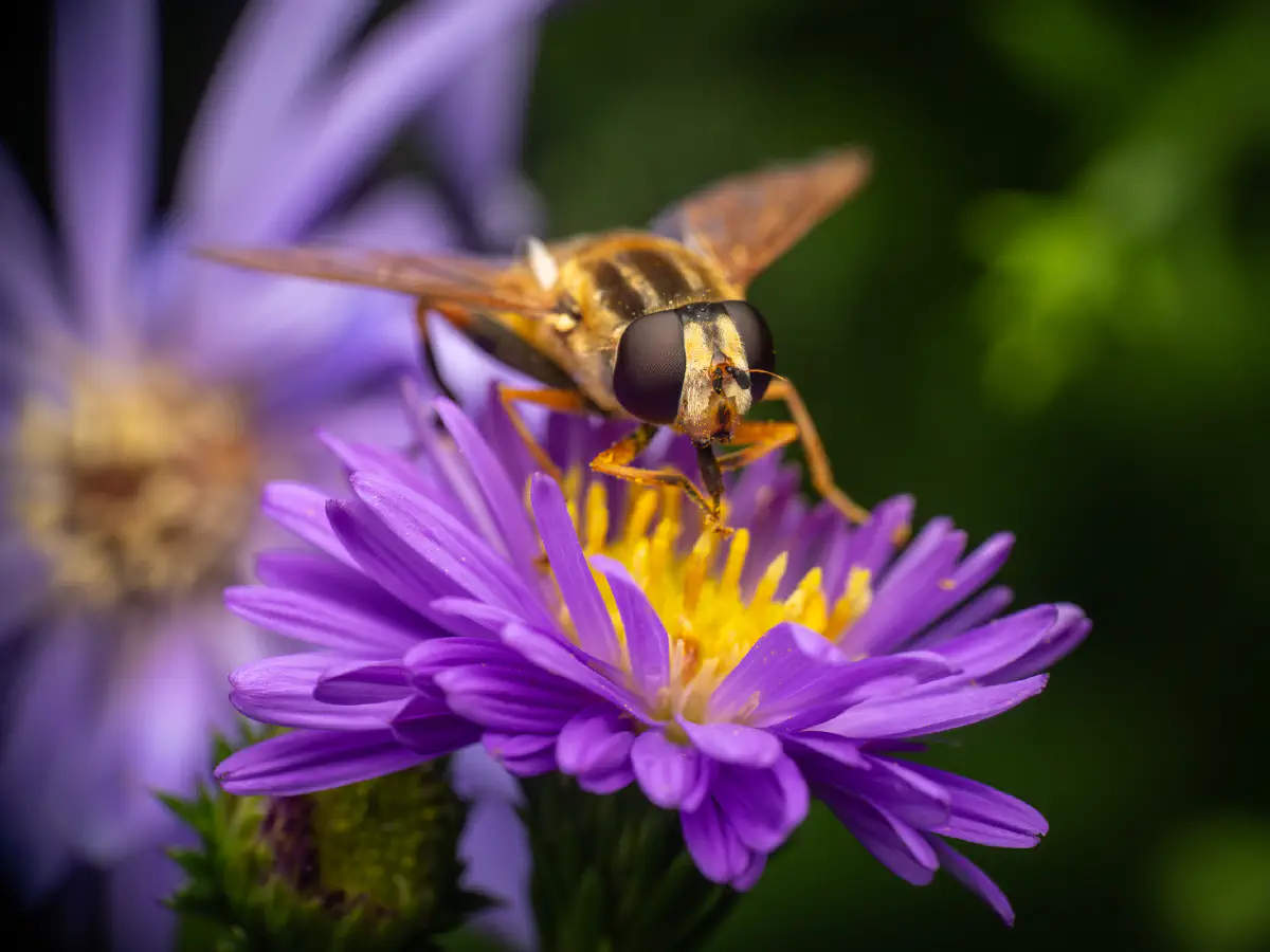 Trivittate Marsh Fly