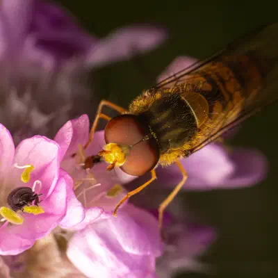 Hainschwebfliege