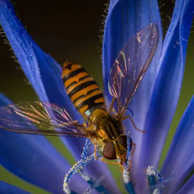 Hainschwebfliege