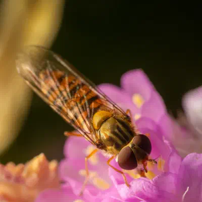 Hainschwebfliege