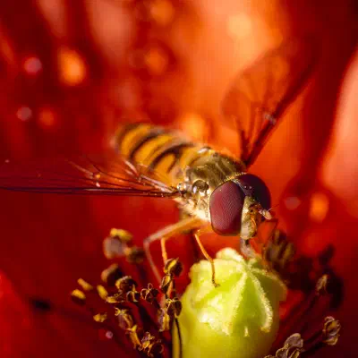Hainschwebfliege