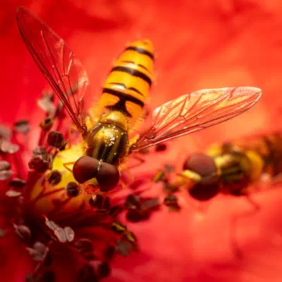 Hainschwebfliege