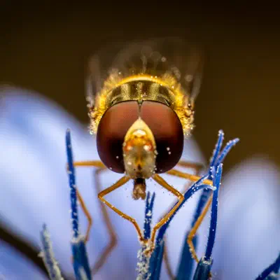 Hainschwebfliege